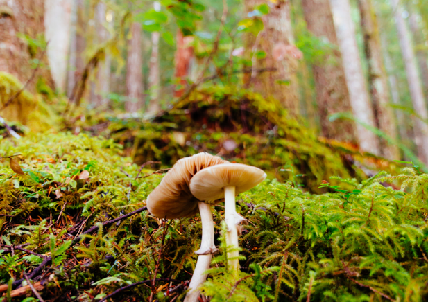 Eetbare paddenstoelen - Herken de paddenstoelen in eigen natuur
