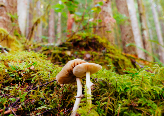 Eetbare paddenstoelen - Herken de paddenstoelen in eigen natuur