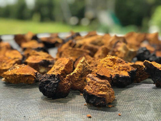 Chaga 'The gift from God'